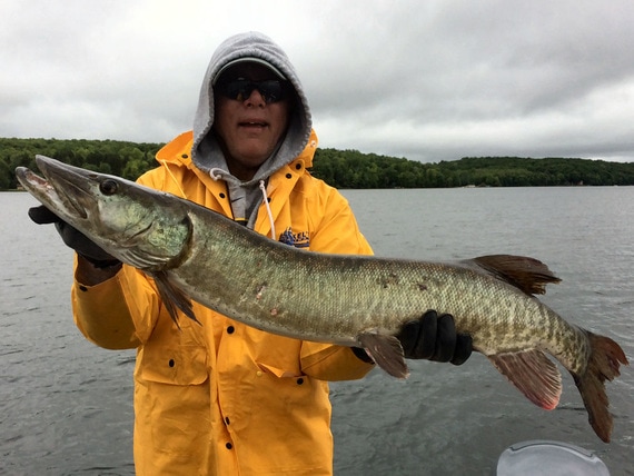 Perry Clough wins Musky Mania 56 with a 37 ½